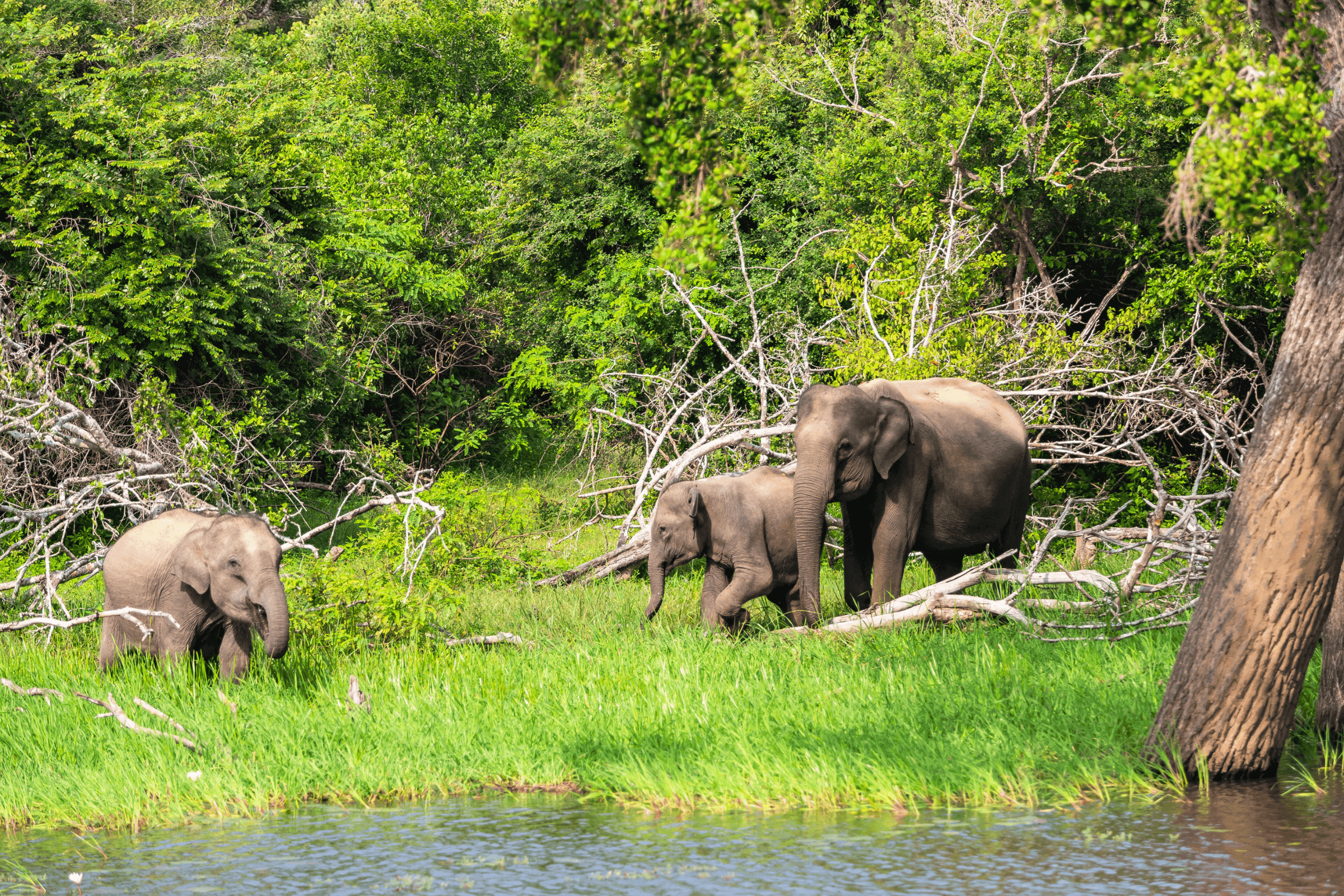 Wild East & South Sri Lanka Safari Journey