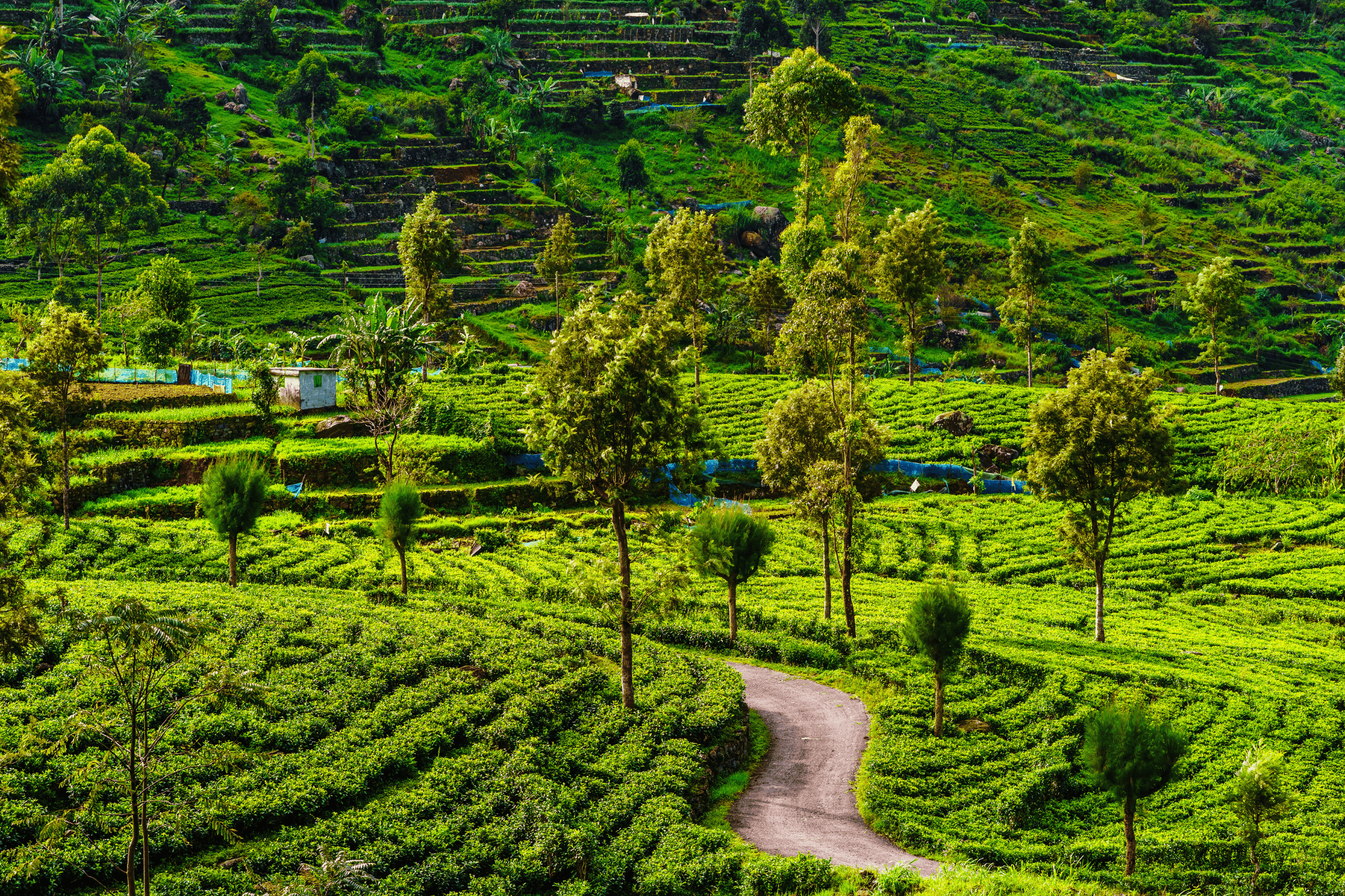 Classic Sri Lanka Hill Country Escape